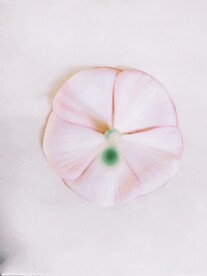 花卉图片