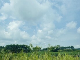 景物