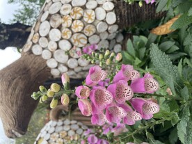 花卉