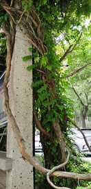 凌霄花藤条