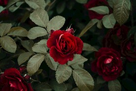 玫瑰花