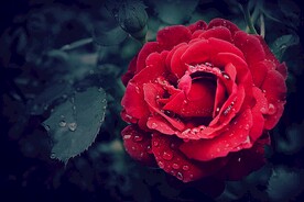 玫瑰花