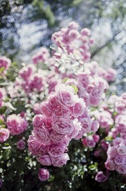 玫瑰花
