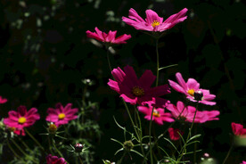 格桑花
