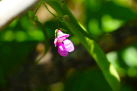 豆角花