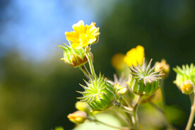 苘麻花