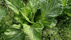 青菜