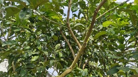 柚子树