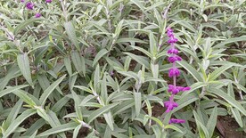 鼠尾草
