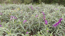 鼠尾草