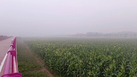 玉米地