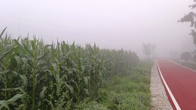 玉米地