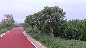 木芙蓉