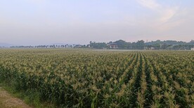 玉米地