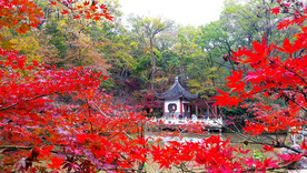 栖霞山秋天