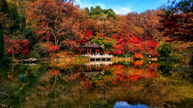 栖霞山秋天