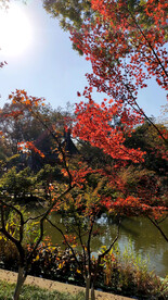 栖霞山秋天