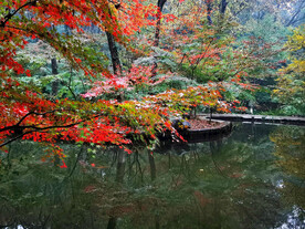 栖霞山秋天