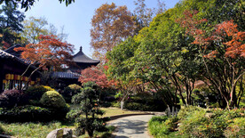 栖霞山秋天