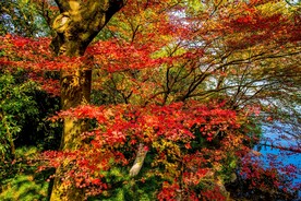 栖霞山秋天