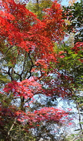 栖霞山秋天