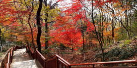 栖霞山秋天