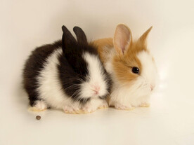 两只兔子摄影图