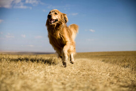草地上奔跑的金毛