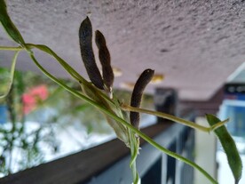 豆荚