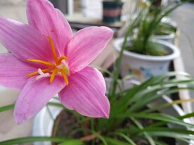 粉色兰花