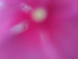 花卉背景