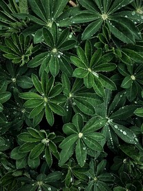 绿叶水珠背景