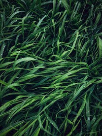 水珠草丛背景