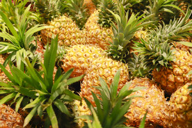 菠萝