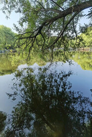 河边小树