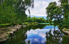 河岸小河柳树
