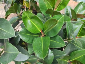 橡皮树