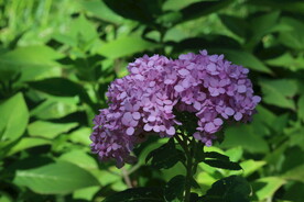 绣球花