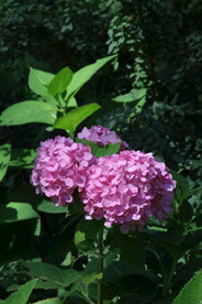 绣球花