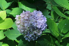 绣球花 