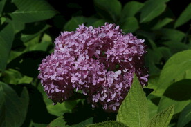 绣球花 