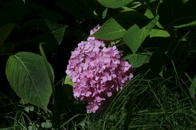 绣球花 