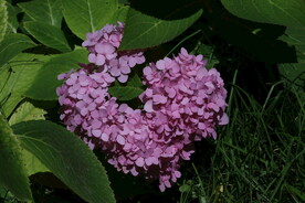 绣球花