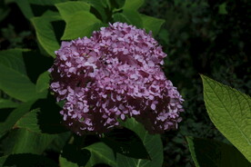 绣球花 
