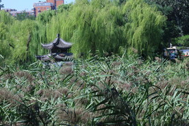 陶然亭风景