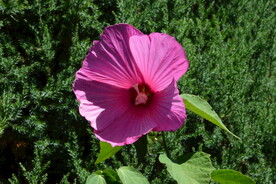  美芙蓉 