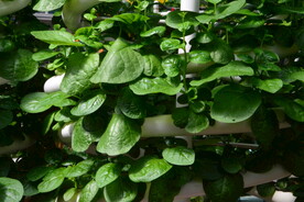 观叶植物  