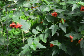风铃花 