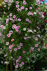 温室花草风景  