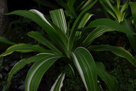 观叶植物  